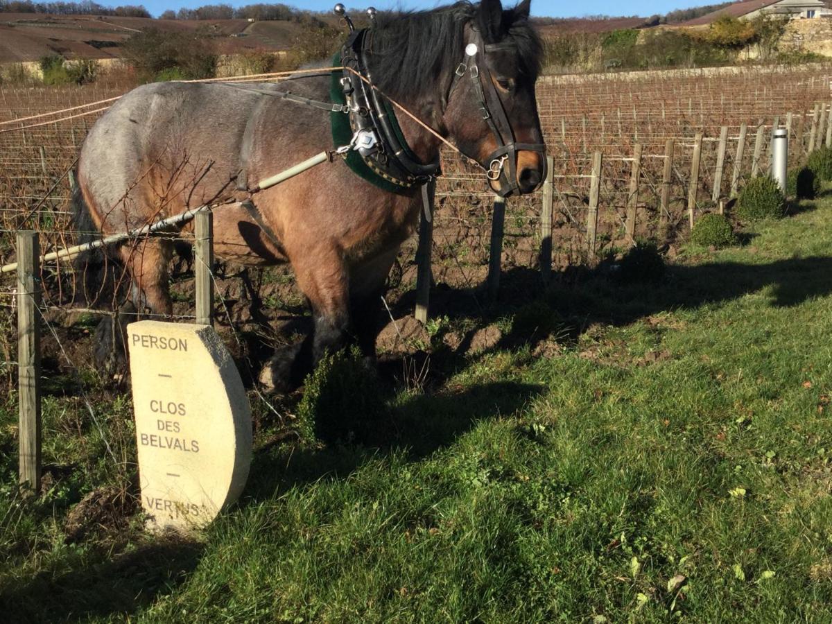 Le Clos Des Belvals Blancs-Coteaux Luaran gambar